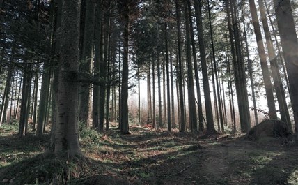 Imagen de la ruta